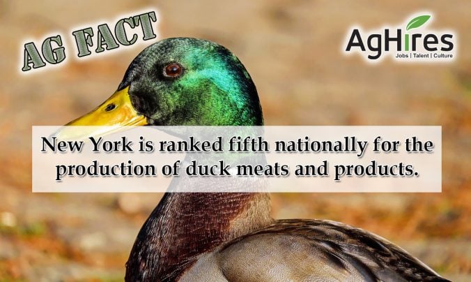 6 Interesting Ag Facts about New York